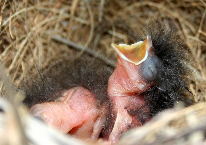 janfrederikbabas .jpg